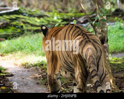 Immagine di una tigre, panthera tigris, uno degli animali in pericolo Foto Stock