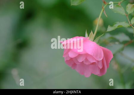 Rosa selvaggia rosa su sfondo verde sfocato Foto Stock