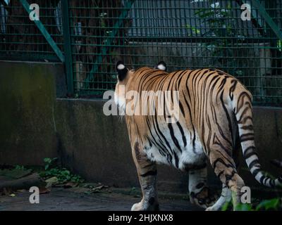 Immagine di una tigre, panthera tigris, uno degli animali in pericolo Foto Stock