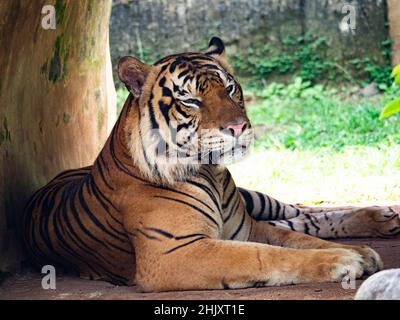 Immagine di una tigre, panthera tigris, uno degli animali in pericolo Foto Stock