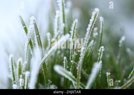 Sfondo Inverno, mattina la brina sull'erba Foto Stock