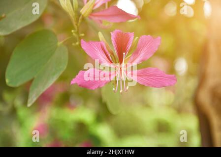 Bauhinia è prodotto nel sud della Cina. L'India e la penisola dell'Indocina sono distribuite. Foto Stock