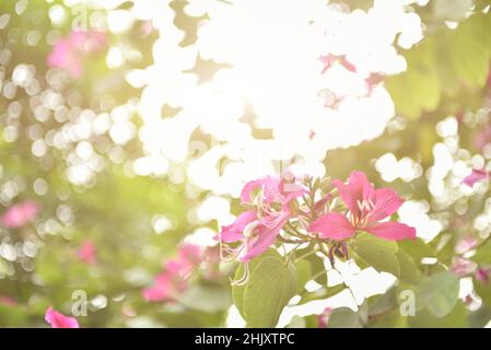 Bauhinia è prodotto nel sud della Cina. L'India e la penisola dell'Indocina sono distribuite. Foto Stock