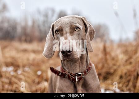 Bel cane grigio di razza Weimaraner in piedi nel giorno d'autunno. Grandi allevamenti di cani per la caccia. Weimaraner è un cane da pistola universale. Animali, Caccia, Wi Foto Stock