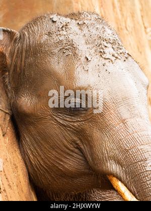 Foto di elefanti in uno zoo dopo aver preso il bagno di fango stregato Foto Stock
