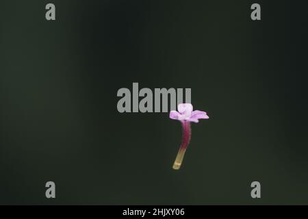 Fiore di una pianta di verbena appesa a mezz'aria sul filo di un ragnatela. REGNO UNITO Foto Stock
