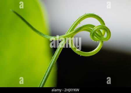 Primo piano di un tendril di pisello dolce, Lathyrus odoratus, Regno Unito Foto Stock