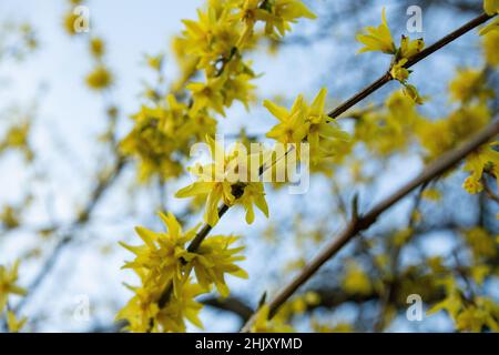 Un arbusto giallo fiorito Forsythia si avvicina in primavera. Foto Stock