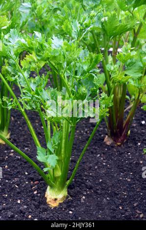 Celeriac (Apium graveolens ) 'Asterix F1' pianta vegetale coltivata nel Giardino vegetale a RHS Garden Harlow Carr, Harrogate, Yorkshire, Regno Unito. Foto Stock