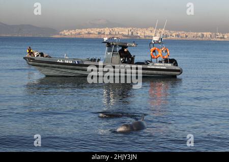 Gli esperti cercano di salvare una piccola balena humpback ferita alla spiaggia di Alimos. Foto Stock