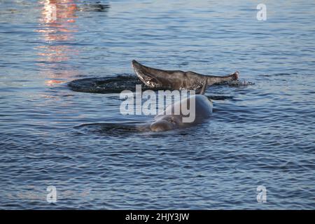 Gli esperti cercano di salvare una piccola balena humpback ferita alla spiaggia di Alimos. Foto Stock