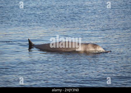 Gli esperti cercano di salvare una piccola balena humpback ferita alla spiaggia di Alimos. Foto Stock