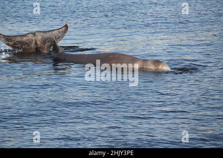 Ziphius cavirostris. Gli esperti cercano di salvare una piccola balena humpback ferita alla spiaggia di Alimos. Foto Stock