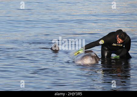 Gli esperti cercano di salvare una piccola balena humpback ferita alla spiaggia di Alimos. Foto Stock