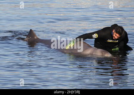 Gli esperti cercano di salvare una piccola balena humpback ferita alla spiaggia di Alimos. Foto Stock