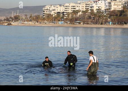 Gli esperti cercano di salvare una piccola balena humpback ferita alla spiaggia di Alimos. Foto Stock