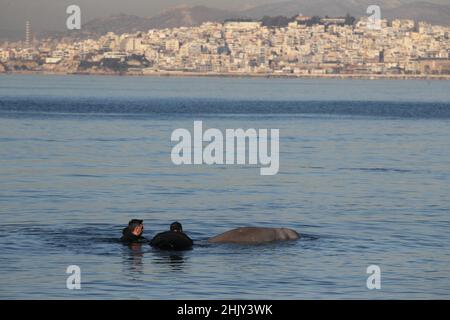 Gli esperti cercano di salvare una piccola balena humpback ferita alla spiaggia di Alimos. Foto Stock