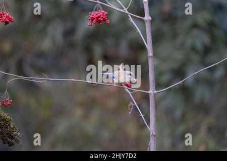 Minla ad ala blu, Actinodura cyanouroptera, Uttarakhand, India Foto Stock