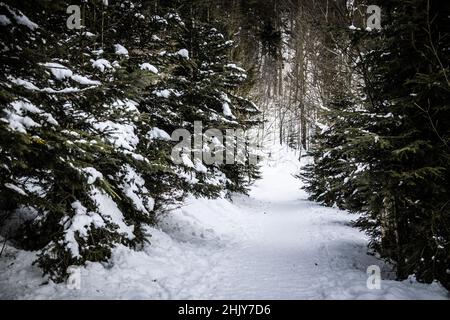 Germania, Foresta Nera - Nonnenmattweiher, escursioni nella neve attraverso gli abeti Foto Stock