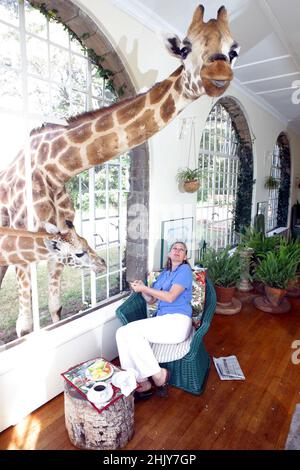 UNA GRANDE ROTHSCHILD GIRAFFE SI AFFACCIA SU BRYONY ANDERSON E SI ESTENDE FINO AL SOFFITTO NELLA SALA CONSERVATORIA PER LA COLAZIONE DEL GIRAFFE MANOR. NELLA LORO CASA PADRONALE A NAIROBI, KENYA, GLI ANDERSON HANNO PIÙ DI UNA DOZZINA DI GIRAFFE SELVATICHE, CHE VENGONO DUE VOLTE AL GIORNO E METTONO LA TESTA ATTRAVERSO LE FINESTRE E LE PORTE DELLA CASA PADRONALE PER AVERE IL LORO SPUNTINO PREFERITO DI FRUTTA FRESCA. LE GIRAFFE ROTHSCHILD SONO STATE RIDOTTE MENO DI 150 IN TUTTO IL MONDO, MA CON L'AIUTO DEGLI SFORZI DI GIRAFFE MANOR, LA POPOLAZIONE MONDIALE È CRESCIUTA A 350. IMMAGINE: GARYROBERTSPHOTO.COM Foto Stock