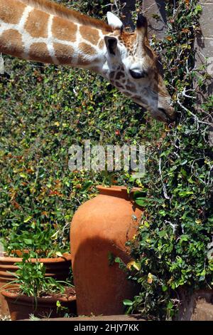 UNA GIRAFFA ROTHSCHILD CHE POTA LE PARETI COPERTE IVY A GIRAFFE MANOR. NELLA LORO CASA PADRONALE A NAIROBI, KENYA, GLI ANDERSON HANNO PIÙ DI UNA DOZZINA DI GIRAFFE SELVATICHE, CHE VENGONO DUE VOLTE AL GIORNO E METTONO LA TESTA ATTRAVERSO LE FINESTRE E LE PORTE DELLA CASA PADRONALE PER AVERE IL LORO SPUNTINO PREFERITO DI FRUTTA FRESCA. LE GIRAFFE ROTHSCHILD SONO STATE RIDOTTE MENO DI 150 IN TUTTO IL MONDO, MA CON L'AIUTO DEGLI SFORZI DI GIRAFFE MANOR, LA POPOLAZIONE MONDIALE È CRESCIUTA A 350. IMMAGINE: GARYROBERTSPHOTO.COM Foto Stock