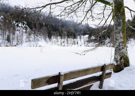Germania, Foresta Nera - kleines Wiesental, vista su ghiacciato e nevoso Nonnenmattweiher con panca e albero di fronte Foto Stock