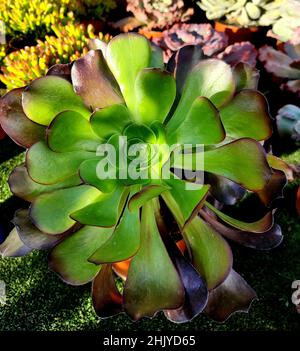 Pianta succulenta che cresce in un giardino Foto Stock