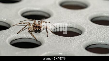 Primo piano salta ragni femmina con capelli e grandi occhi Foto Stock