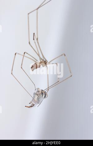 Phalangioides di Pholcus, comunemente noto come ragno daddy a gambe lunghe o ragno da cantina a corpo lungo in casa. Con un altro ragno cacciato - saltando ragno. Foto Stock