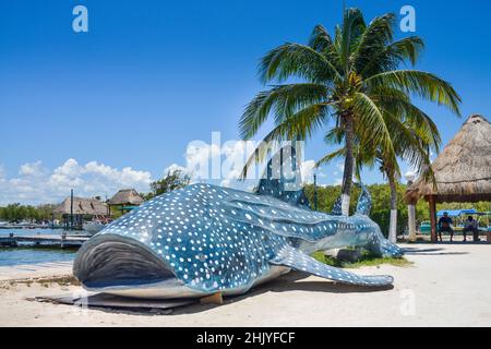 Walhai, Attrappe, Isla Holbox, Quintana Roo, Mexiko Foto Stock