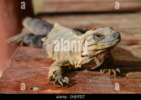 Leguan, Isla Holbox, Quintana Roo, Mexiko Foto Stock