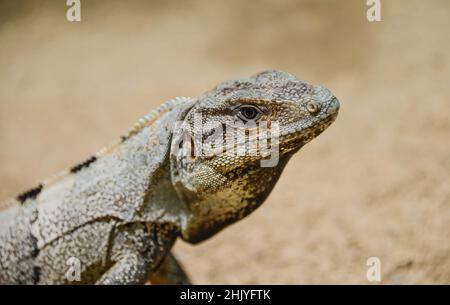 Leguan, Isla Holbox, Quintana Roo, Mexiko Foto Stock