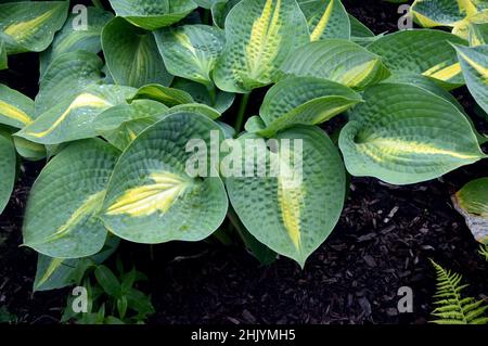 RHS Garden Harlow Carr, Harrogate, Yorkshire, Regno Unito. Foto Stock