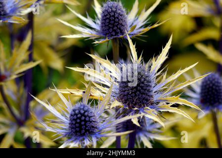 Spiky Eryngium x zabelii 'Neptune's Gold' (Sea Holly) Fiori cresciuti nei confini a RHS Garden Harlow Carr, Harrogate, Yorkshire, Regno Unito. Foto Stock