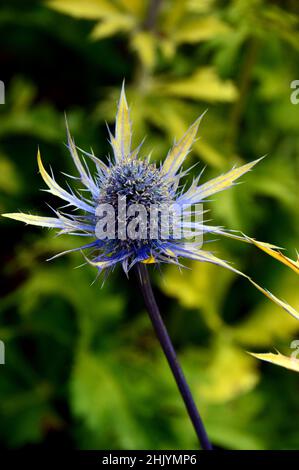Single Spiky Eryngium x zabelii 'Neptune's Gold' (Sea Holly) Fiori cresciuti nei confini a RHS Garden Harlow Carr, Harrogate, Yorkshire, Regno Unito. Foto Stock