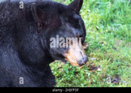 Un orso nero americano (Ursus americanus) si affaccia nel suo habitat al WNC Nature Center di Asheville, NC, USA. Foto Stock