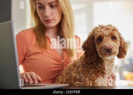 Donna con PET Cockapoo cane ricerca assicurazione su laptop a casa Foto Stock