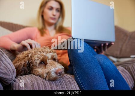 Donna con cane cucù per animali domestici rilassante sul divano con computer portatile a casa Foto Stock