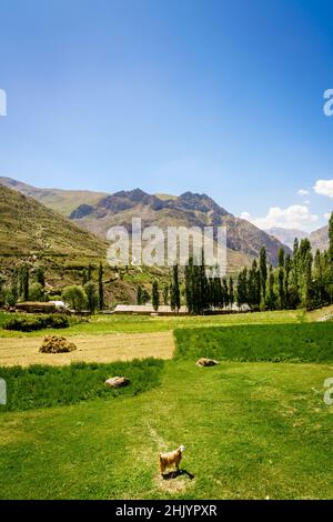 Una piccola fattoria vicino al villaggio di Margib nelle montagne del Tagikistan Foto Stock