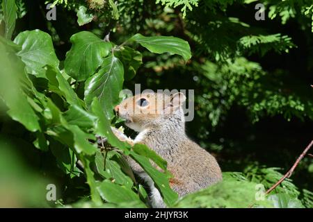 Uno scoiattolo grigio seduto in un albero Foto Stock