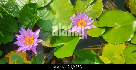 Giglio d'acqua rosa o fiore di loto Perry's Orange Sunset in giardino stagno. Primo piano di Ninfea con gocce d'acqua riflesse su acqua verde contro il sole Foto Stock