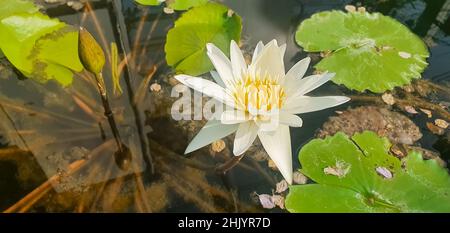 Giglio d'acqua bianca o fiore di loto Perry's Orange Sunset in giardino stagno. Primo piano di Ninfea con gocce d'acqua riflesse su acqua verde contro il sole Foto Stock