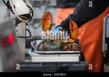 New York, Stati Uniti. 24th Jan 2022. Un operaio pesa un'aragosta per ordinare alla Lobster Co. In Arundel, Maine, Stati Uniti, 24 gennaio 2022. PER ANDARE CON: 'Economic Watch: Aragosta degli Stati Uniti impostata per alimentare un altro Capodanno cinese come domanda boom' Credit: Wang Ying/Xinhua/Alamy Live News Foto Stock