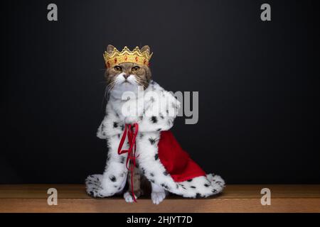 carino gatto indossando il costume reale kitty re con corona dorata e cappotto rosso erminio su sfondo nero con spazio copia Foto Stock