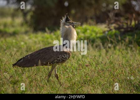 Kori Bustard - Ardeotis kori, grande uccello di terra da savane africane, Amboseli, Kenya. Foto Stock