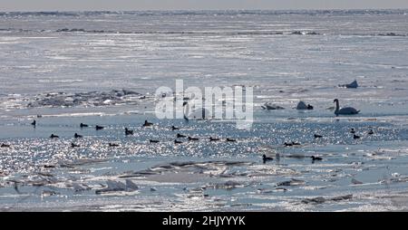 Harrison Township, Michigan - cigni mute (Cygnus olor) e anatre sul lago St Clair in inverno. I cigni muti sono considerati una specie invasiva nel Michigan Foto Stock