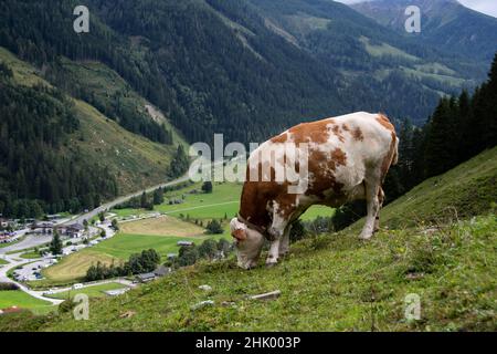 Bestiame Simmental in montagna in basso a sinistra si può vedere l'ingresso alla famosa strada alpina Grossglockner Foto Stock