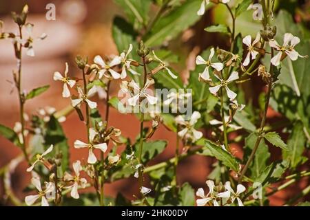 Fiori della pianta di Rocket 13439 Foto Stock