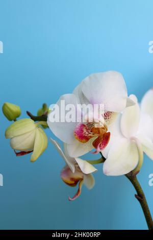 Orchidea bianca con delicati petali e boccioli , orchidea con motivi rossi e gialli nei petali centrali, fiori su sfondo blu macro, fiore Foto Stock