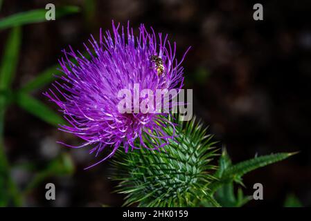 Un ape di miele (Apis mellifera ) che raccoglie polline su un fiore viola di cardo toro (Cirsium vulgare). Foto Stock